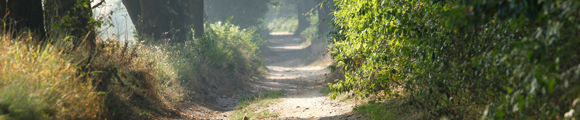 Wandelen