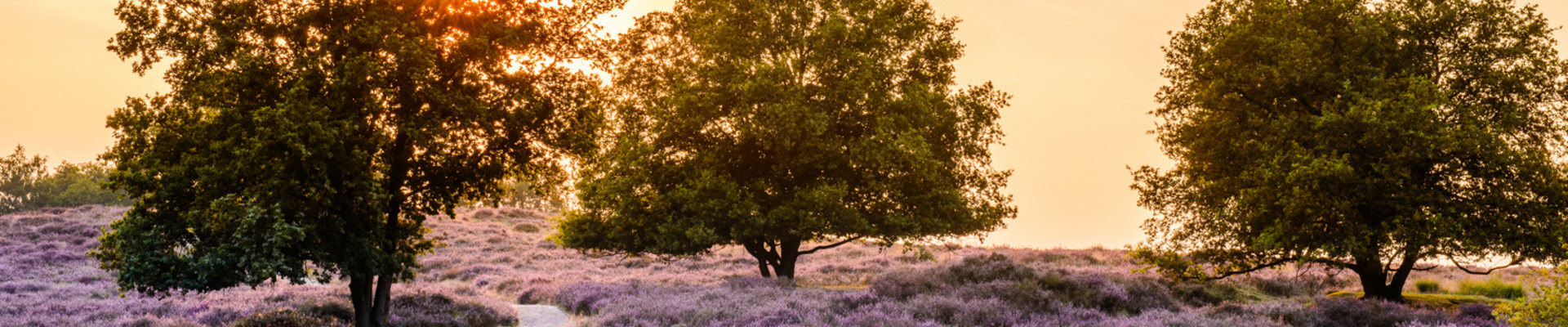 Die Mookerheide PLASMOLEN