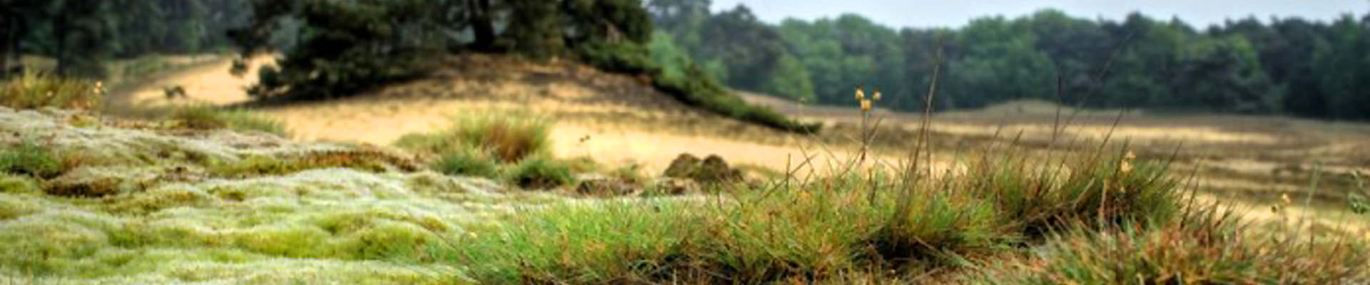 Visitor center National Park de Maasduinen WELL