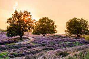 De Mookerheide PLASMOLEN