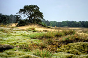 Bezoekerscentrum Nationaal Park de Maasduinen WELL