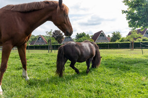 Vakantiepark Molendal (Plasmolen)