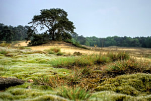 Nationaal park De Maasduinen