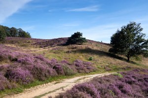 Nationaal park De Maasduinen