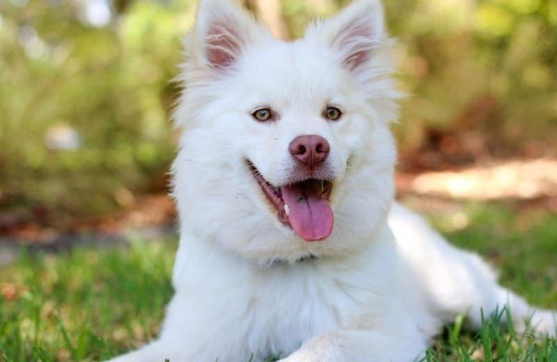 Vakantiehuisje met hond in limburg